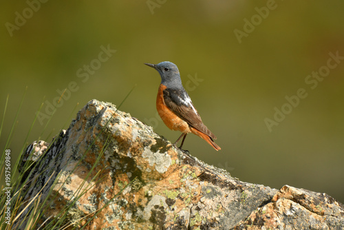roquero rojo entre las rocas en primavera