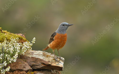 roquero rojo entre las rocas en primavera