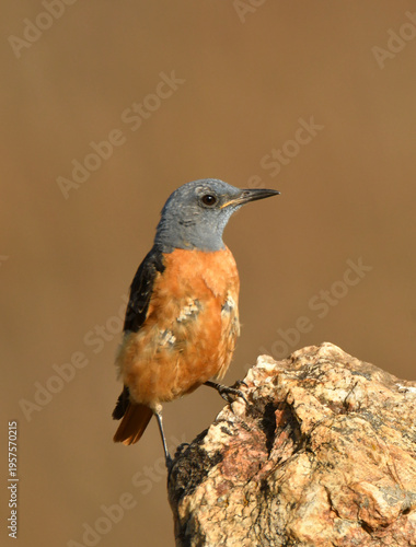 roquero rojo entre las rocas en primavera