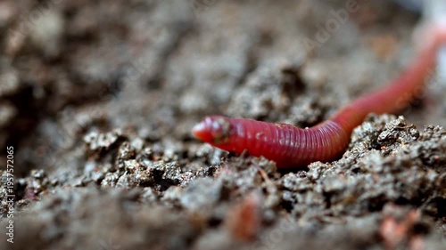 Red earthworm crawls through dark, moist soil. Texture shows rich, crumbly earth. Worm moves slowly, leaving tiny trails behind. Perfect for gardening, composting, or eco-themed projects