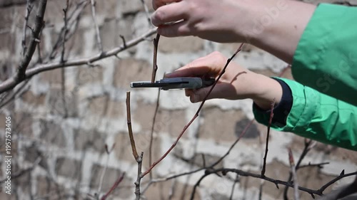 Person trims bare branches with pruning shears