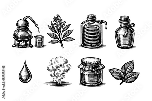 Vintage illustration of essential oil extraction and distillation process