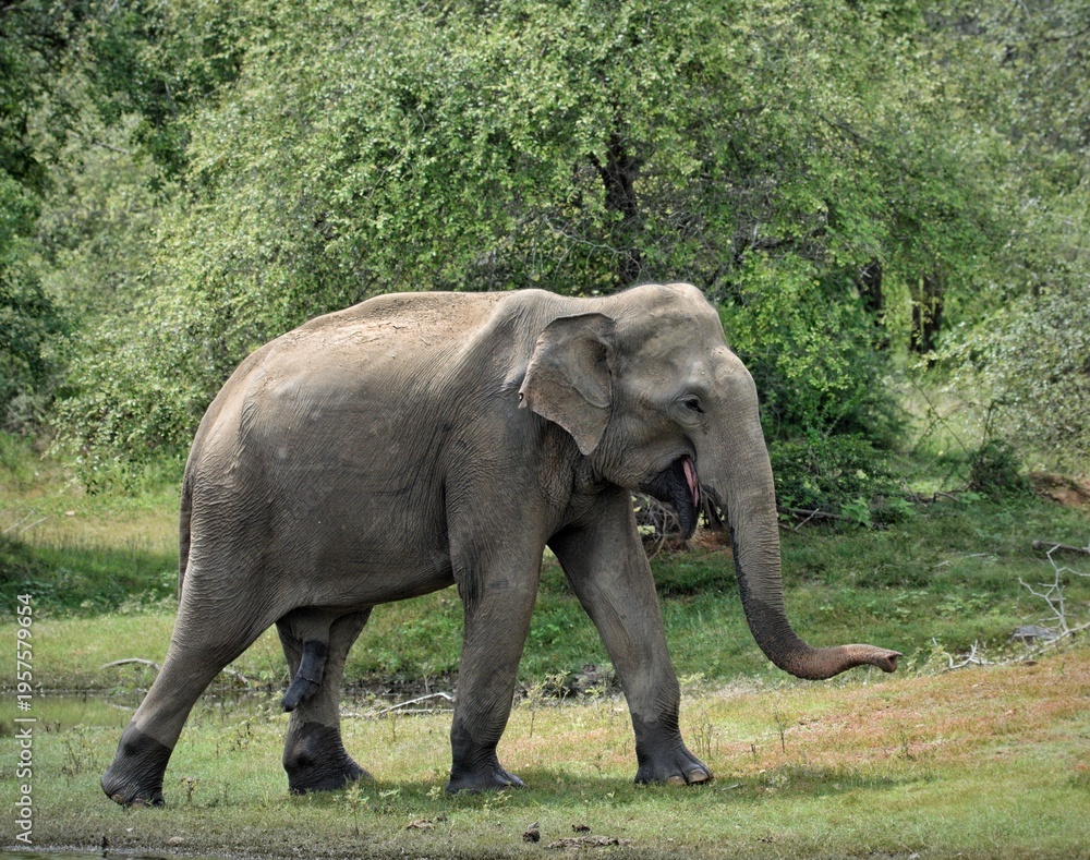 Fototapeta premium Asian elephant feeding in Udawalawe/Yala National Parks Sri Lanka