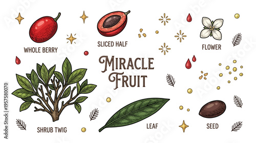Hand-Drawn Botanical Set of Miracle Fruit (Synsepalum Dulcificum) with Whole Berry, Sliced Half, Flower, Leaf, and Seed, Vintage Engraving Style Vector Illustration