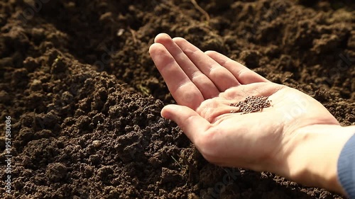 Close up of a farmer's hands sowing small seeds into fertile soil in a vegetable garden