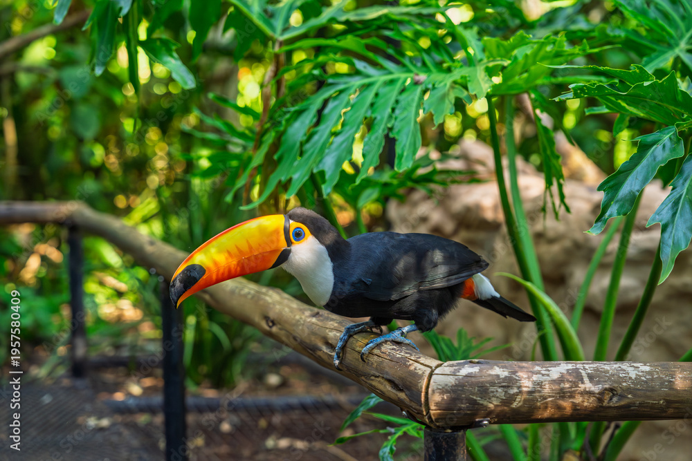 Naklejka premium Toucan perched on wooden railing in bird park in Brazil with bright orange beak and lush tropical background
