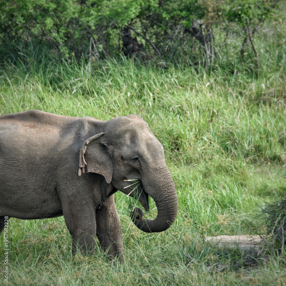 Fototapeta premium Asian elephant feeding in Udawalawe/Yala National Parks Sri Lanka