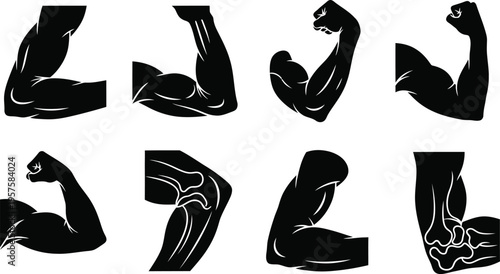 Flexed arm muscles in various positions