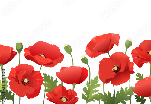 Remembrance Day Floral Border With Red Papaver Rhoeas