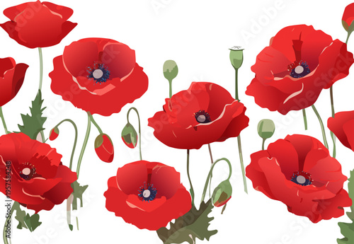 Red Poppy Flower Border Isolated On White Background