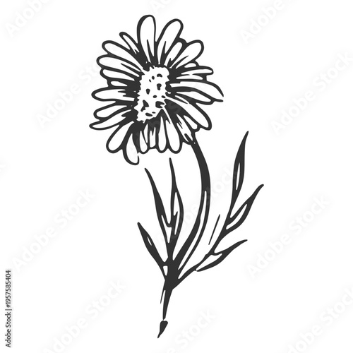 Sunflower hand drawn detailed