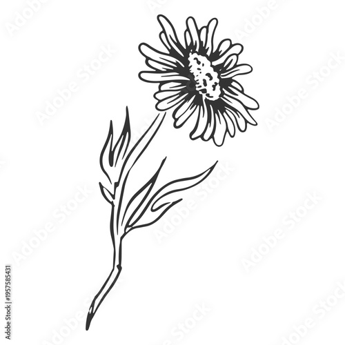 Aster hand drawn flower