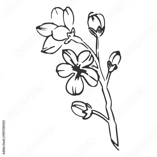 Iris hand drawn flower