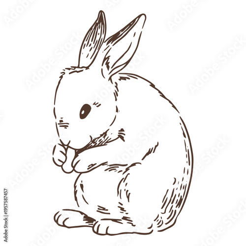 Hand drawn eating bunny animal