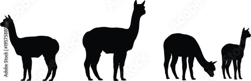 WebAlpaca silhouette set isolated on white background, llama farm animal group standing and grazing, nature wildlife collection for vector design (20 words)