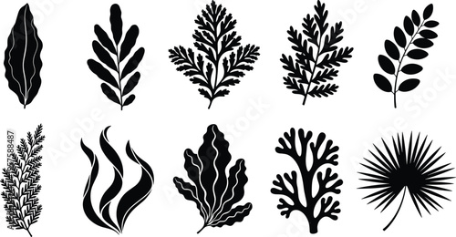Leaf silhouette set isolated on white background, tropical plant and fern foliage collection, nature floral vector illustration for decorative design
