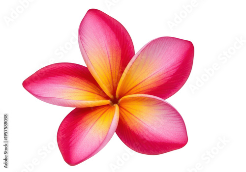 A vibrant pink plumeria flower with delicate petals and a central yellow stamen isolated on transparent background, png