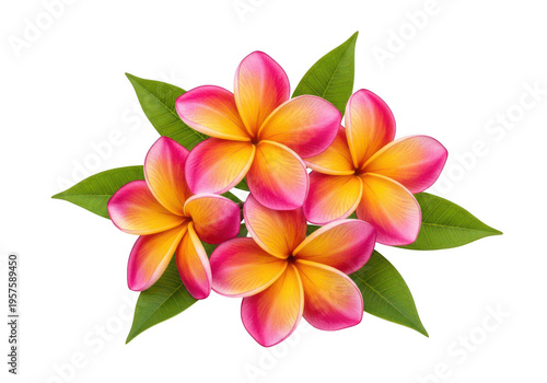 Vibrant cluster of pink and yellow orchids in full bloom isolated on transparent background, png