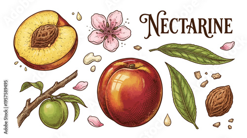 Vintage Hand Drawn Nectarine Botanical Illustration Set with Whole Fruit, Half Slice, Flower, Leaves, and Branch Elements
