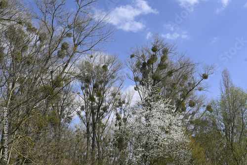 Wallpaper Mural misteln Torontodigital.ca