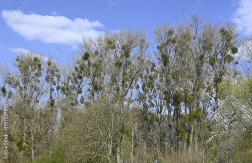 Wallpaper Mural misteln Torontodigital.ca