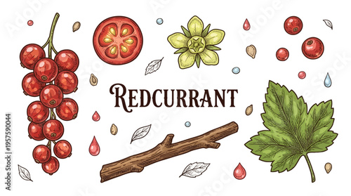 Vintage Botanical Redcurrant Illustration Set with Berries, Leaf, Flower, and Cross Section in Hand-Drawn Sketch Style