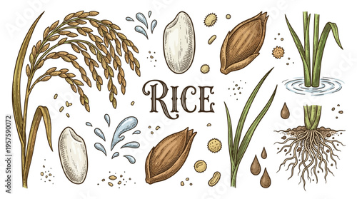 Hand Drawn Rice Plant Set with Grains, Ear, Seeds, and Roots. Vintage Engraving Style Vector Illustration for Agriculture, Farming, and Healthy Food Organic Products.