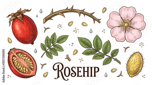 Rosehip Botanical Illustration Set with Berry, Flower, Leaves and Branch in Vintage Engraved Style