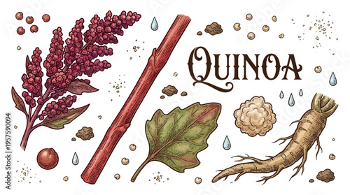 Vintage Botanical Quinoa Plant Illustration Set with Seeds, Root, Leaf, and Flower in Hand-Drawn Engraving Style