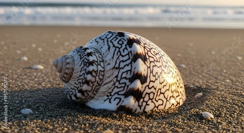 Beautiful Volute Seashell with Intricate Patterns on a Sandy Beach at Golden Hour