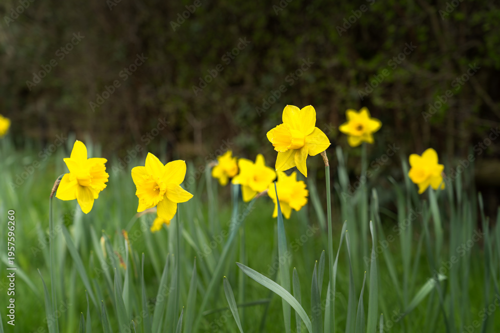 Obraz premium Daffodils among blooming spring flowers with soft blurred background and copy space.