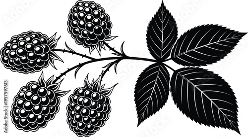Detailed black and white blackberry branch illustration featuring ripe berries and serrated leaves in a vintage woodcut engraving style isolated on white background