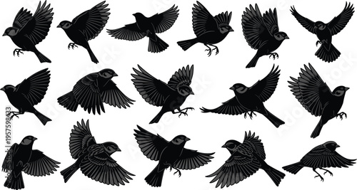 Large collection of flying sparrow bird black silhouettes featuring various wing positions and flight motions isolated on white background for nature design projects