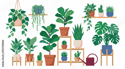 Collection of popular indoor house plants, succulents, and cacti illustration