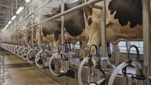 Automated milking process in a modern dairy farm with Holstein cows
