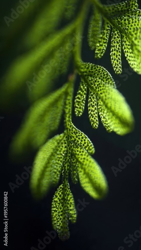 Close-Up of Vibrant Green Fern Leaf with Intricate Patterns in Natural Sunlight for Nature and Botanical Lovers