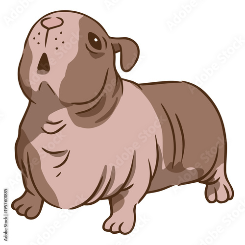 Guinea pig color stroke skinny