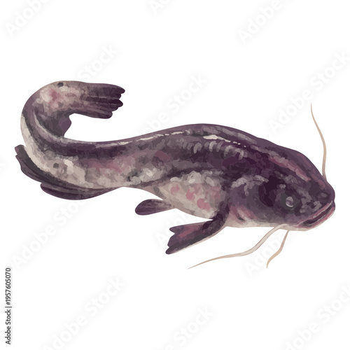 Watercolor catfish