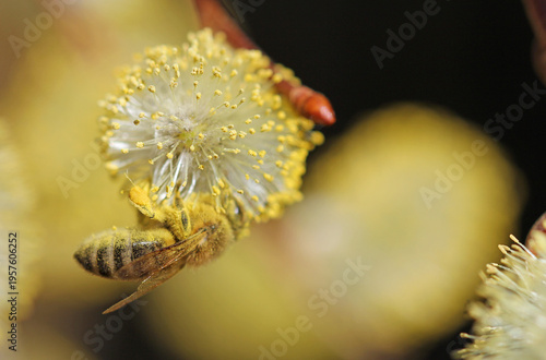 pussy willow catkins with honeybee