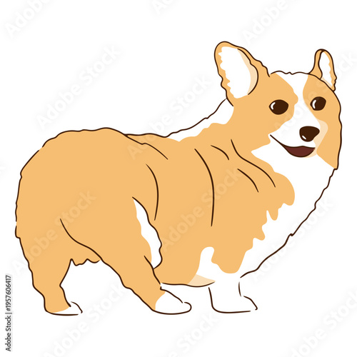 Corgi pet butt animal