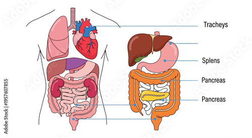 Detailed illustration of human internal organs and digestive system.