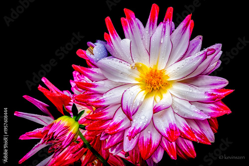 pink dahlia isolated on black