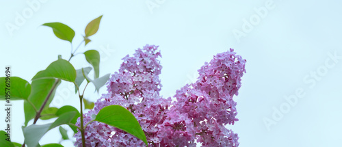 Branch with spring lilac flowers in garden isolated on sky background.