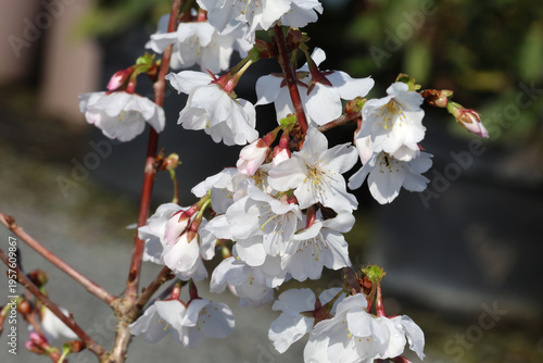 Quadro su tela Prunus nipponica var