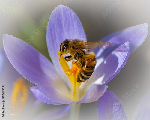 honey bee on crocus flower