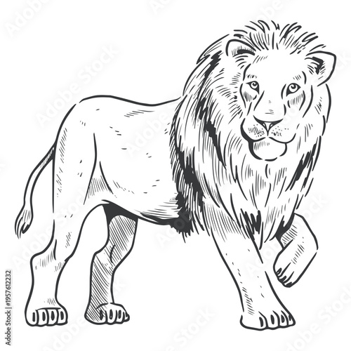 Lion line art walking