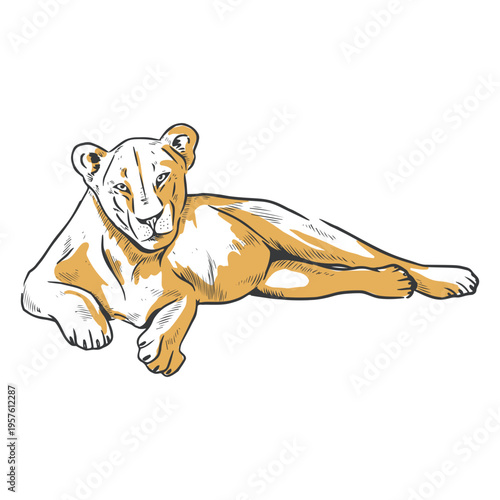 Lion duotone female laying