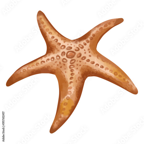 Starfish from the sea