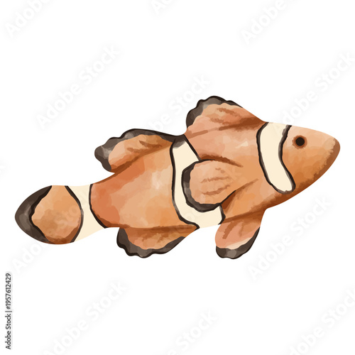 A clown fish from the sea