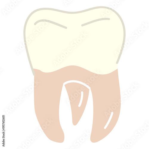 Wisdom teeth image